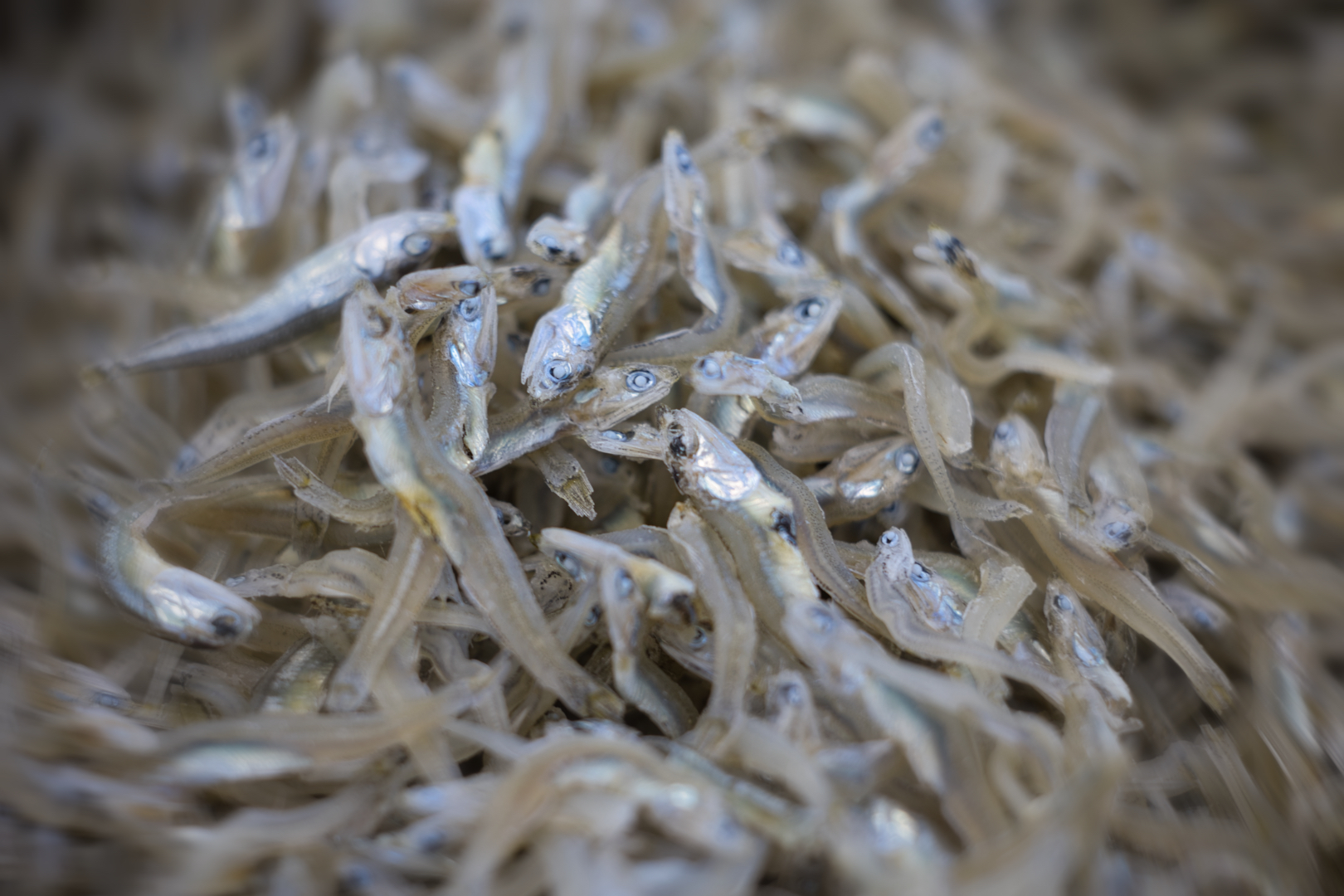 かえりちりめん